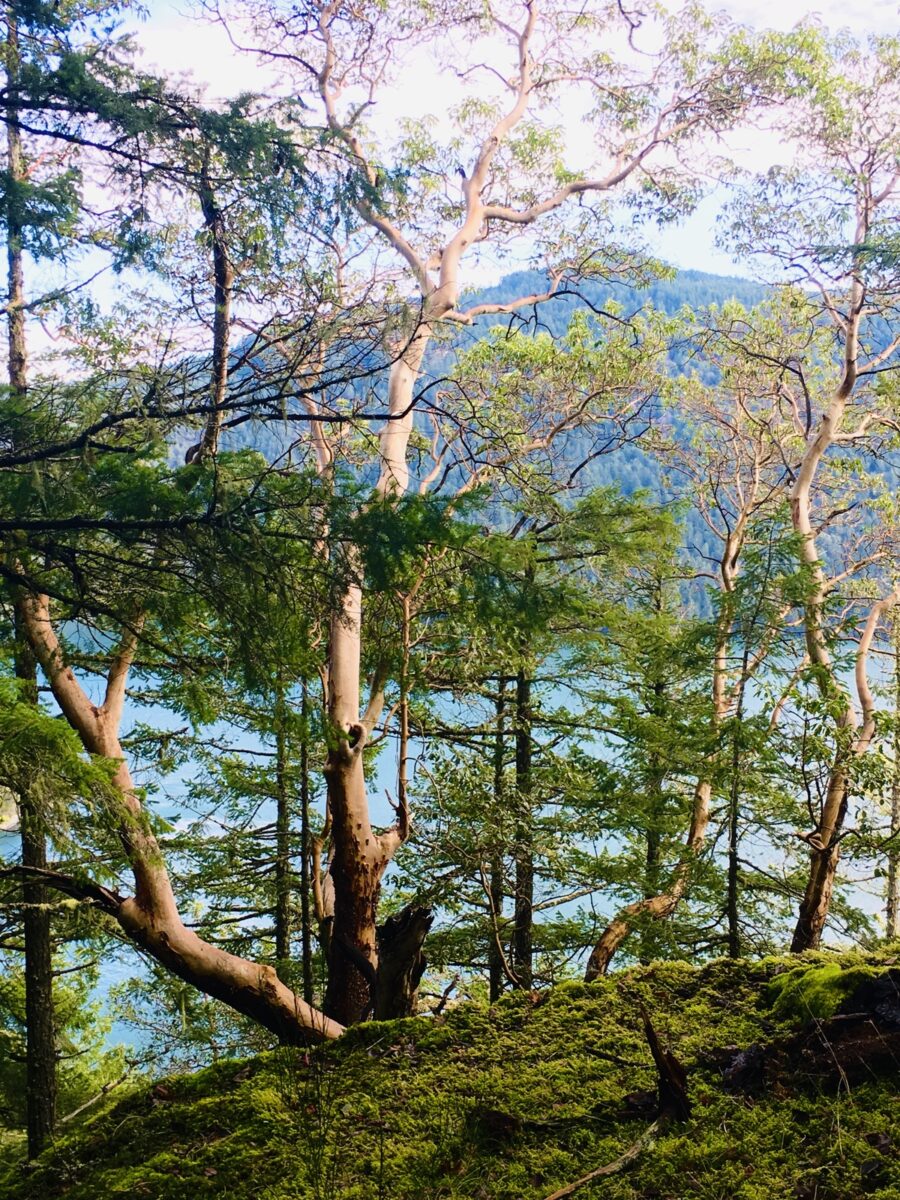 Arbutus trees and water view Cowichan Valley Vancouver Island BC
